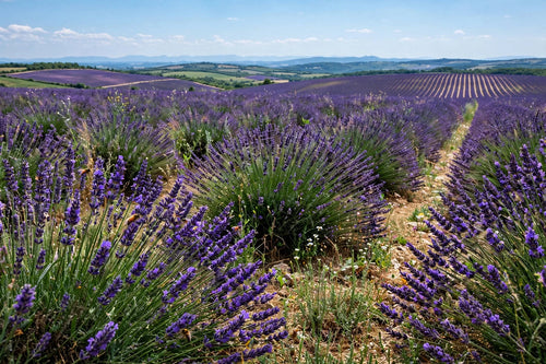 Lavender fields - the lavender scent